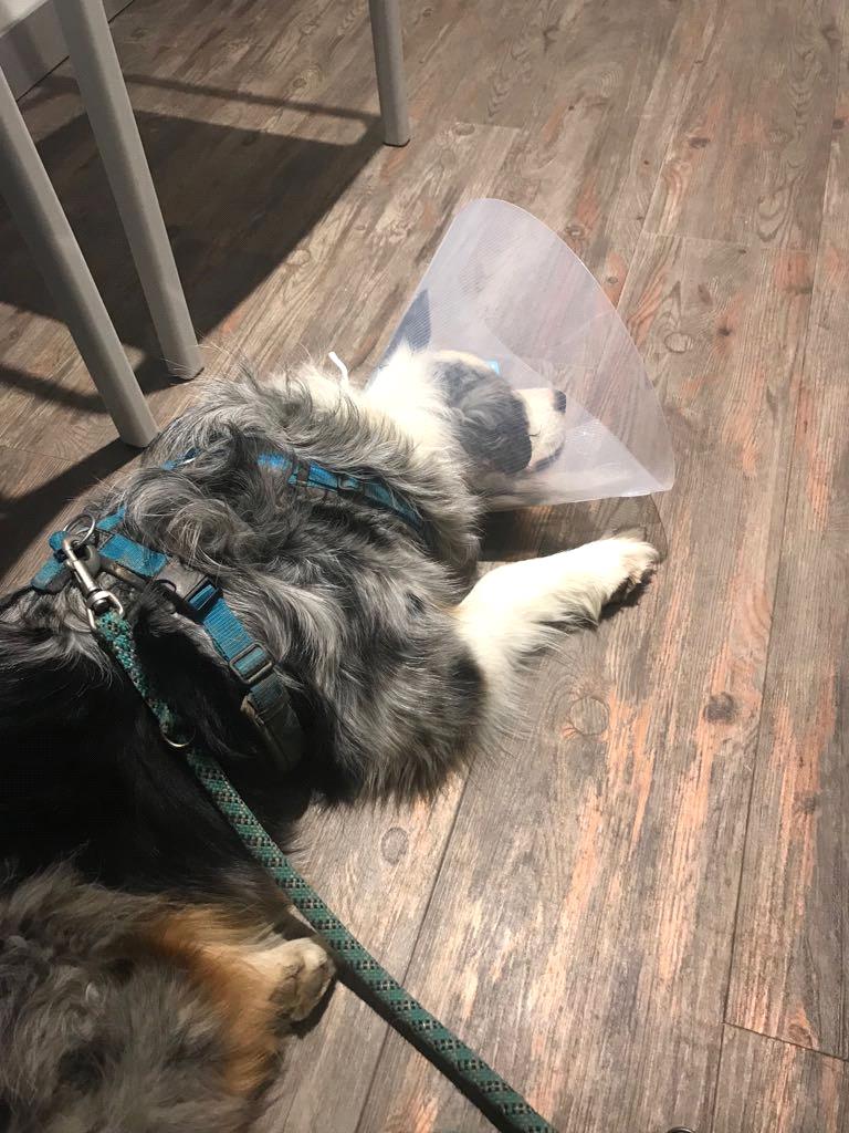 Hund Frisst Steine Mangelerscheinung / Hund frisst Katzenkot, auch aus